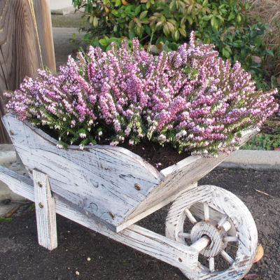 Bruyère d'hiver rose / Erica x darleyensis rosea